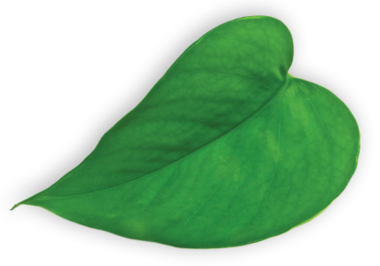 NP_heart_green_leaf